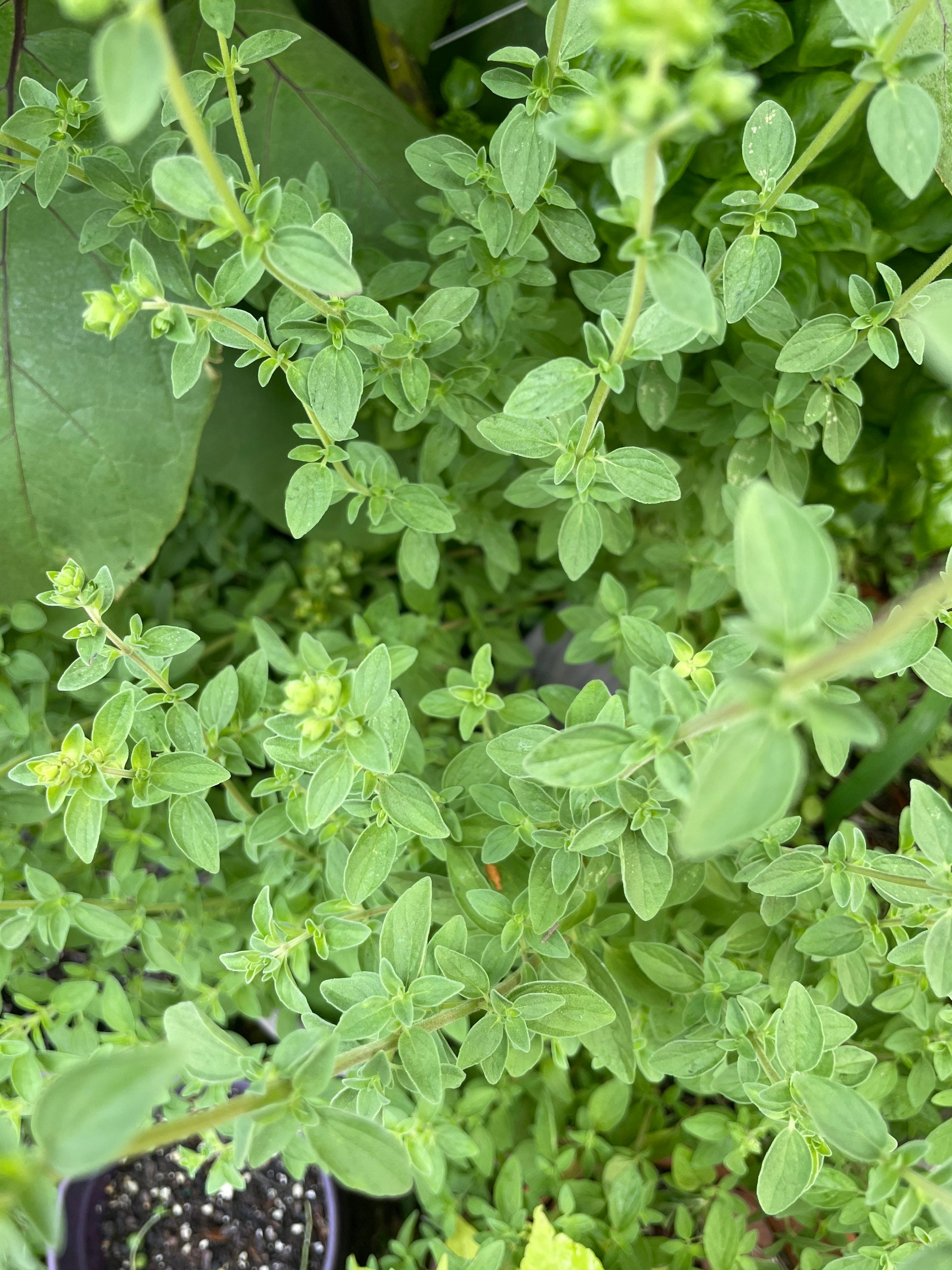 Mints & Oregano LIve Etsy