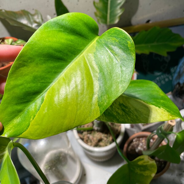 Monstera Deliciosa Aurea Small form