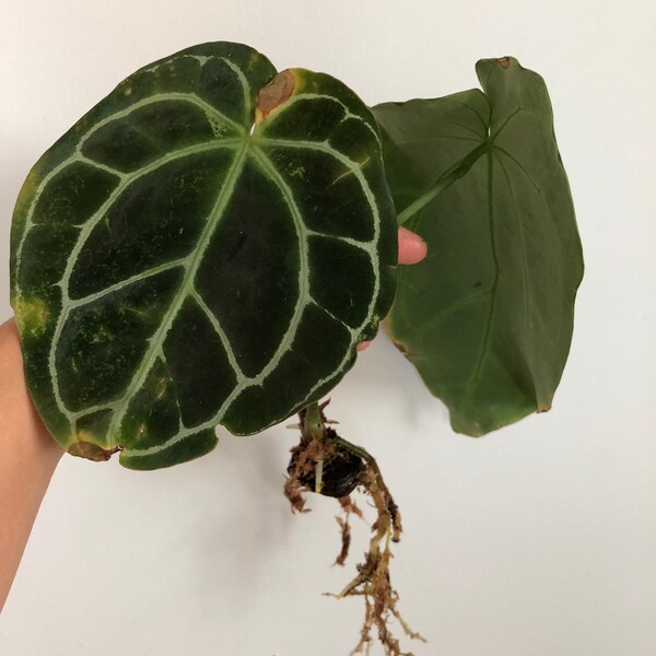Anthurium Crystallium  RARE