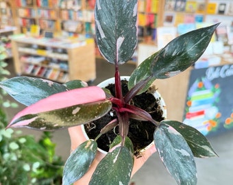 Pink Princess Philodendron