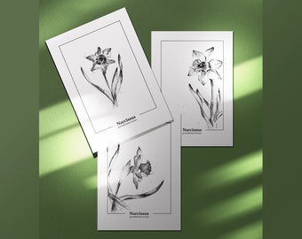 Narcissus pseudonarcissus – Set of 3 botanic aquarelle prints