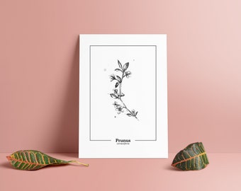 Prunus cerasifera – Zweig einer Kirschpflaume – Druck, Aquarell, Zeichnung, Print, Cherry blossom