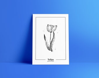 Tulipa gesneriana – Tulpe – Druck, Aquarell, Zeichnung, Tulip, Print