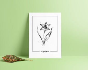 Narcissus pseudonarcissus – Narzisse / Osterglocke – Druck, Aquarell, Zeichnung, Print, Botanic