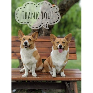May include: Two corgi dogs sitting on a wooden bench with a speech bubble above them that says "Thank You!"
