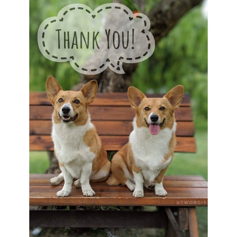 May include: Two corgi dogs sitting on a wooden bench with a speech bubble above them that says "Thank You!"