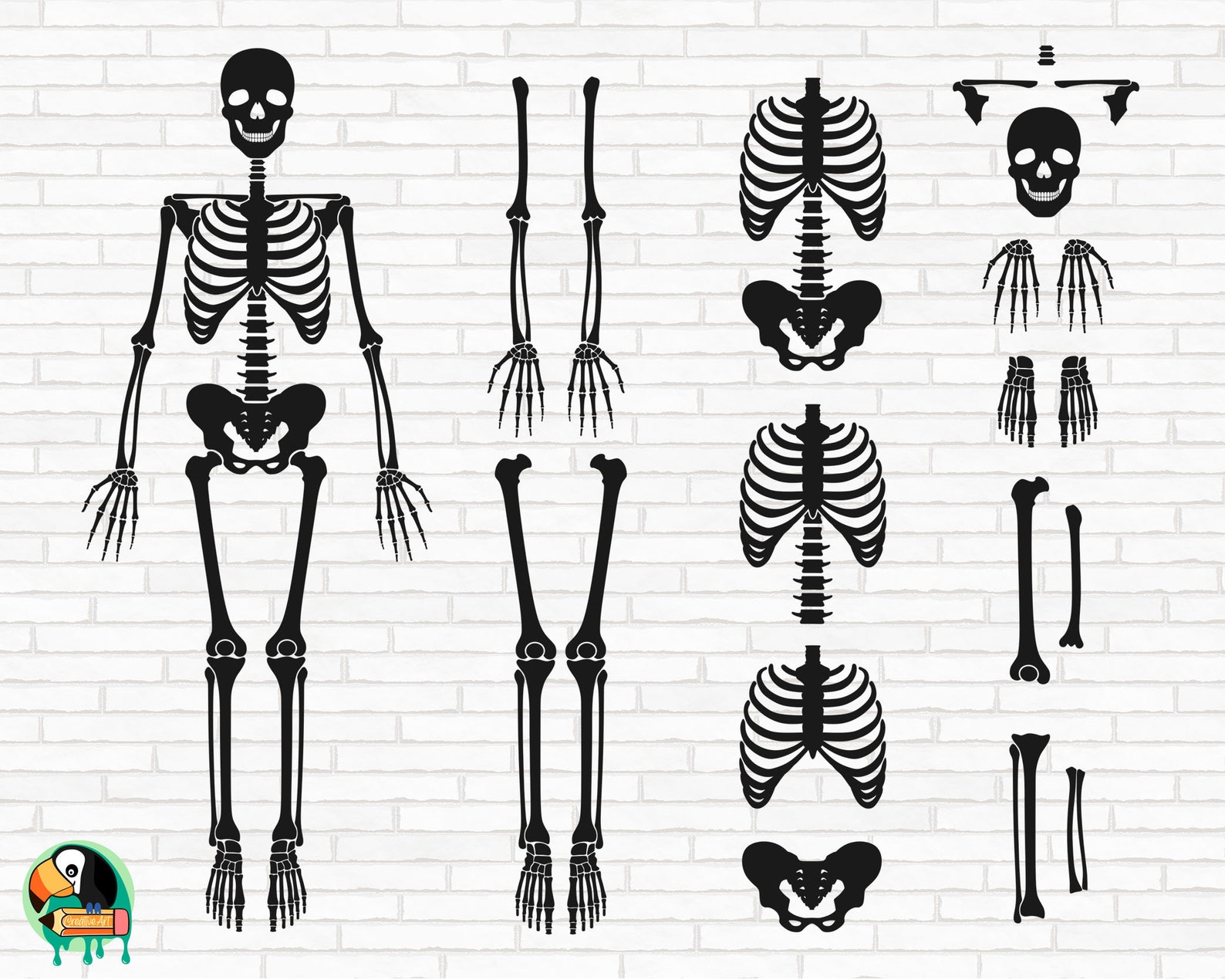 skeleton-parts-svg-skeleton-bones-svg-body-parts-svg-etsy