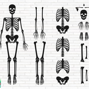 Skeleton Parts SVG, Skeleton Bones Svg, Body Parts Svg, Skeleton Parts Front Cut Files, Cricut, Silhouette, Png, Svg, Eps, Dxf