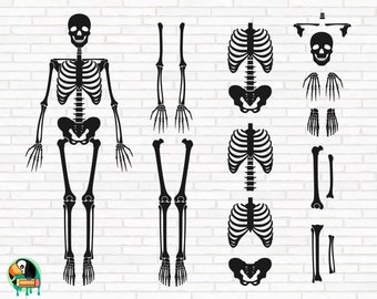 Puede incluir: Ilustración en blanco y negro de un esqueleto humano, dividido en huesos individuales. El esqueleto se muestra de pie con los brazos extendidos. Los huesos individuales incluyen el cráneo, las costillas, la columna vertebral, la pelvis, los brazos, las piernas, las manos y los pies.