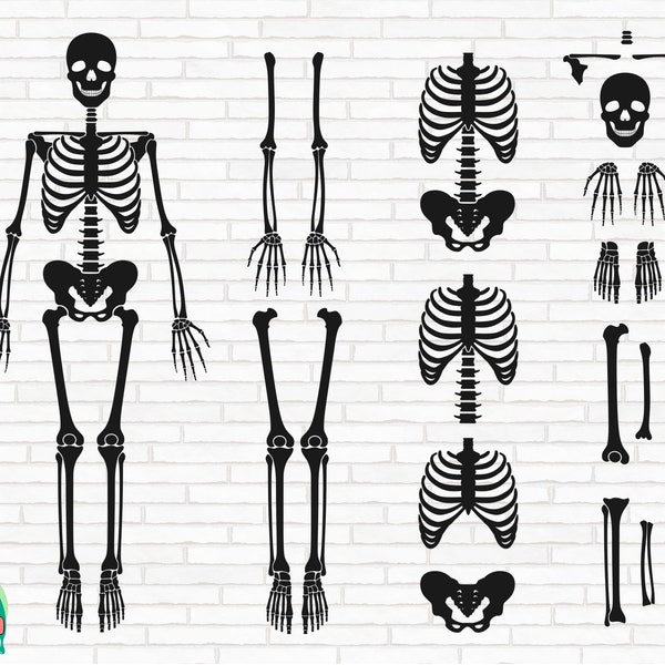 Skeleton Parts SVG, Skeleton Bones Svg, Body Parts Svg, Skeleton Parts Front Cut Files, Cricut, Silhouette, Png, Svg, Eps, Dxf