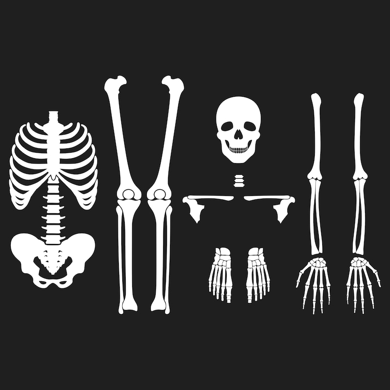 Skeleton Parts SVG, Skeleton Bones Svg, Body Parts Svg, Skeleton Parts Front Cut Files, Cricut, Silhouette, Png, Svg, Eps, Dxf image 2