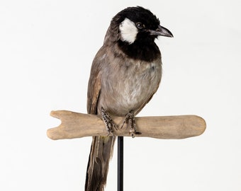 Real stuffed white-cheeked bulbul on a black metal stand taxidermy