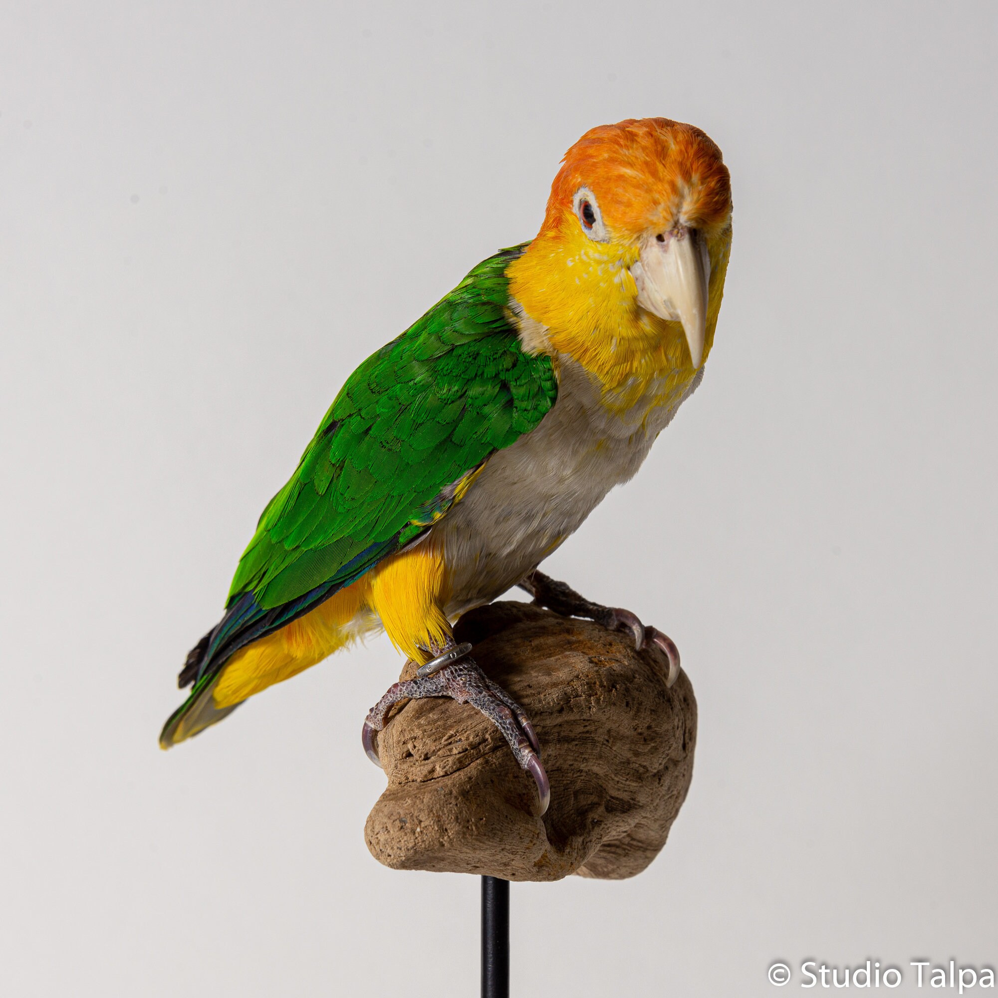 cheap teddy bear puppies