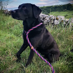 Paracord slip lead dog lead design your own slip lead colourful dog lead matching set matching dog collar and bracelet available dog leash