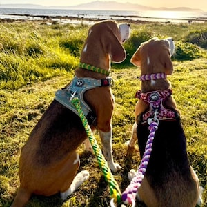 May include: Two beagle dogs wearing colourful harnesses and leads, sitting on a grassy field looking out at the sea. The dogs are wearing matching harnesses with a floral pattern and a paw print logo.