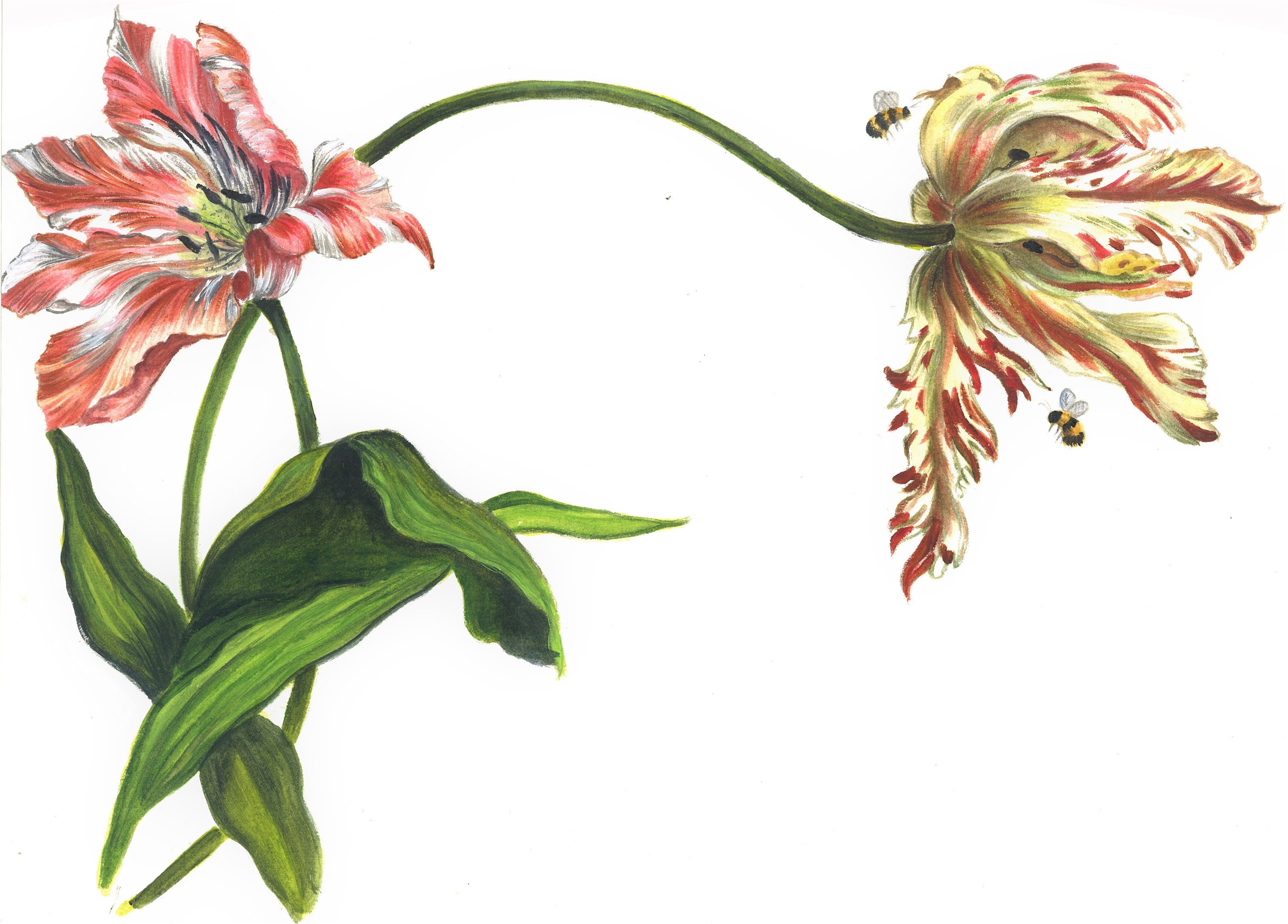 Wild Tulip Disposable Placemats 12 X 18 Set of 20 Etsy