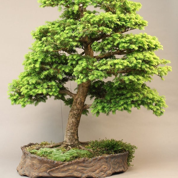 40 Eastern Hemlock seeds (w/ 10-year bonsai growing guide) / Tsuga canadensis bonsai seed kit