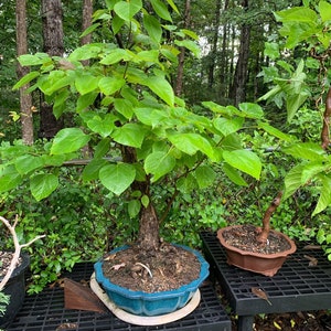 40 Northern Catalpa seeds w/ 10-year bonsai growing guide / Catalpa speciosa bonsai seed kit pre-stratified, READY TO PLANT image 1