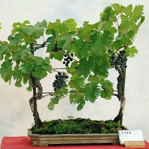 25 Greybark Grape seeds (w/ 10-year bonsai growing guide) / Vitis cinerea bonsai seed kit