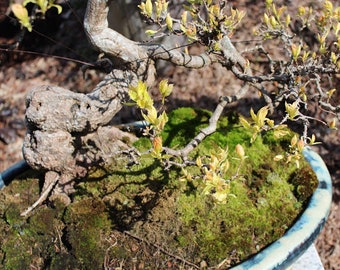 50 Amur Maple seeds (w/ 10-year bonsai growing guide) / Acer ginnala bonsai seed kit