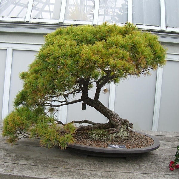 40 Eastern White Pine seeds (w/ 10-year bonsai growing guide) / Pinus strobus bonsai seed kit