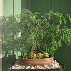 40 Tan Tan seeds (w/ 10-year bonsai growing guide) / Leucaena leucocephala bonsai seed kit