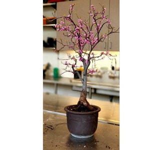30 Redbud aka "Ace of Hearts" seeds (w/ 10-year bonsai growing guide) / Cercis canadensis bonsai seed kit