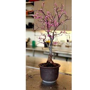 30 Redbud Aka Ace Of Hearts Seeds W 10 Year Etsy