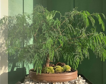 40 Tan Tan seeds (w/ 10-year bonsai growing guide) / Leucaena leucocephala bonsai seed kit