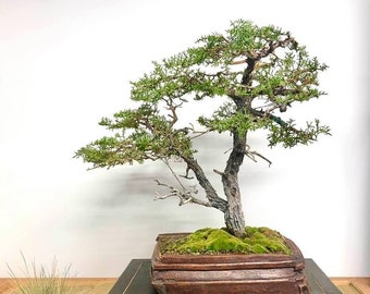 40 Mendocino Pygmy Cypress seeds (w/ 10-year bonsai growing guide) / Cupressus macrocarpa 'pygmaea' bonsai seed kit