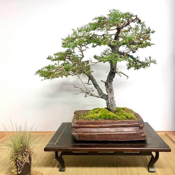 40 Mendocino Pygmy Cypress seeds (w/ 10-year bonsai growing guide) / Cupressus macrocarpa 'pygmaea' bonsai seed kit