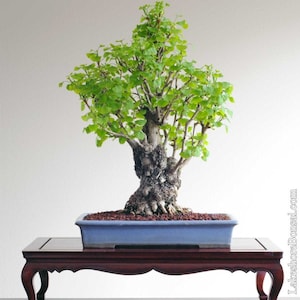 20 Ginkgo seeds w/ 10-year bonsai growing guide / Ginkgo biloba bonsai seed kit image 1