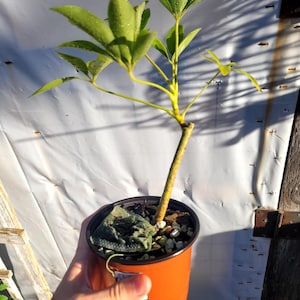 May include: A small Schefflera plant with bright green, palmately compound leaves featuring visible water droplets, growing from a single woody stem in a round orange plastic nursery pot filled with dark soil and small white perlite stones.