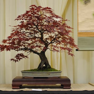 20 Japanese Maple 'Bloodgood" seeds (w/ 10-year bonsai growing guide) / Acer palmatum 'bloodgood' bonsai seed kit