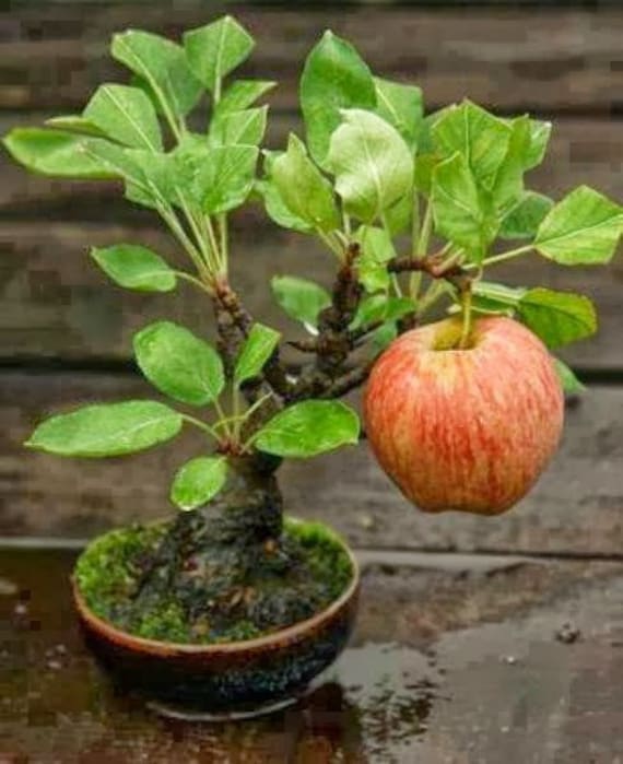 40 Apple Seeds w/ 10year Bonsai Growing Guide / Malus Etsy