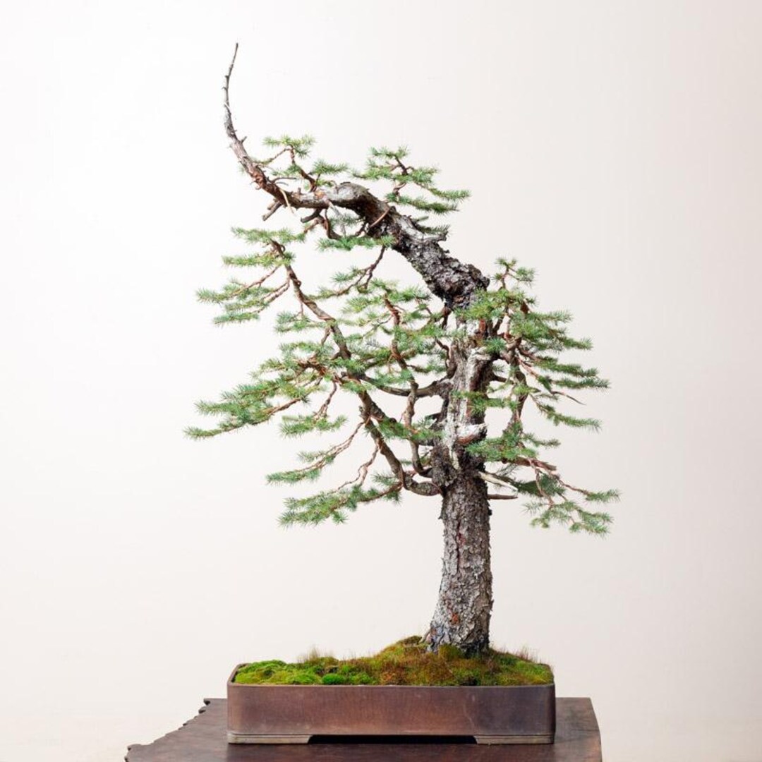 20 Engelman Spruce Seeds (w/ 10-year Bonsai Growing Guide) / Picea  Engelmanii Bonsai Seed Kit - Etsy