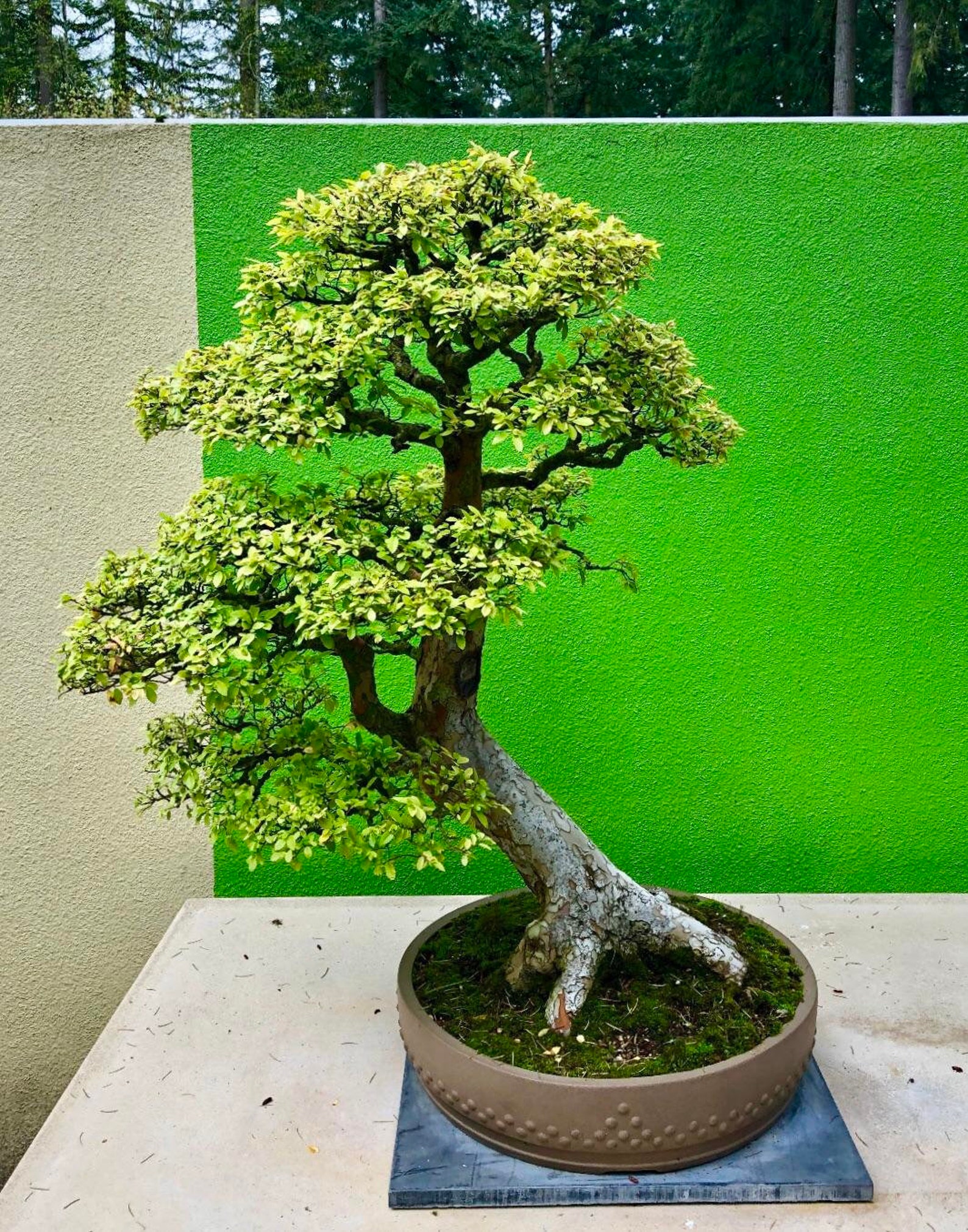 75 Chinese Elm seeds w/ 10year bonsai growing guide / Ulmus parvifolia