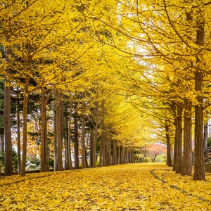 20 Ginkgo seeds w/ 10-year bonsai growing guide / Ginkgo biloba bonsai seed kit image 3