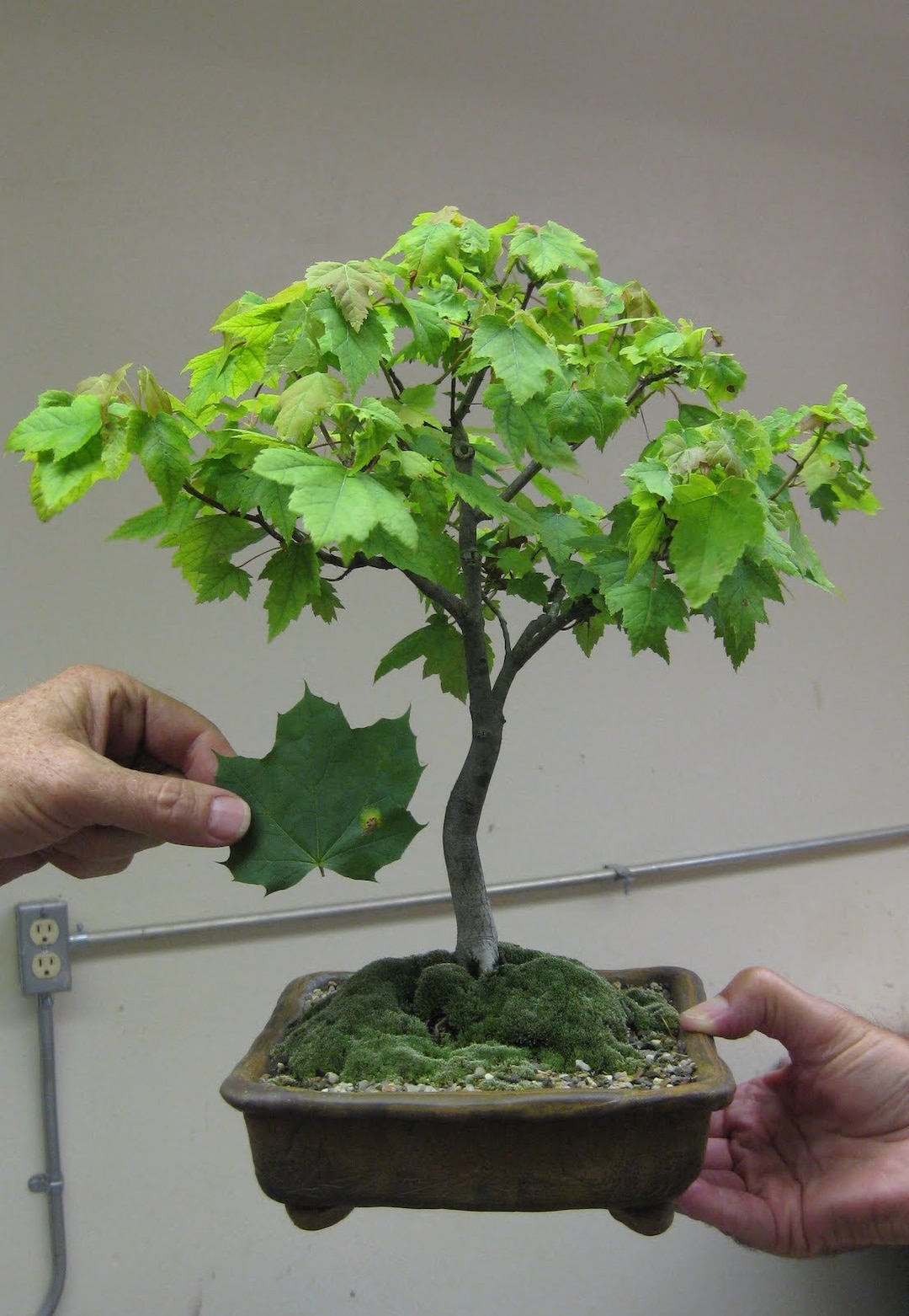 40 Sugar Maple Seeds w/ 10year Bonsai Growing Guide / Acer Saccharum