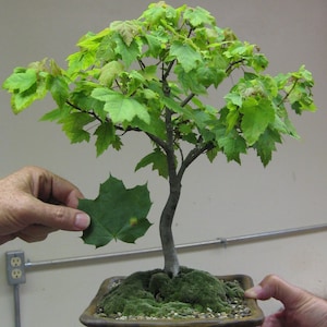 40 Sugar Maple seeds (w/ 10-year bonsai growing guide) / Acer saccharum bonsai seed kit