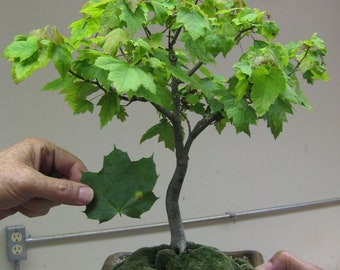 Sugar Maple Seeds Etsy