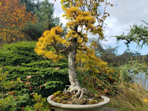 40 Japanese Larch Seeds w/ 10-year Bonsai Growing Guide / image image