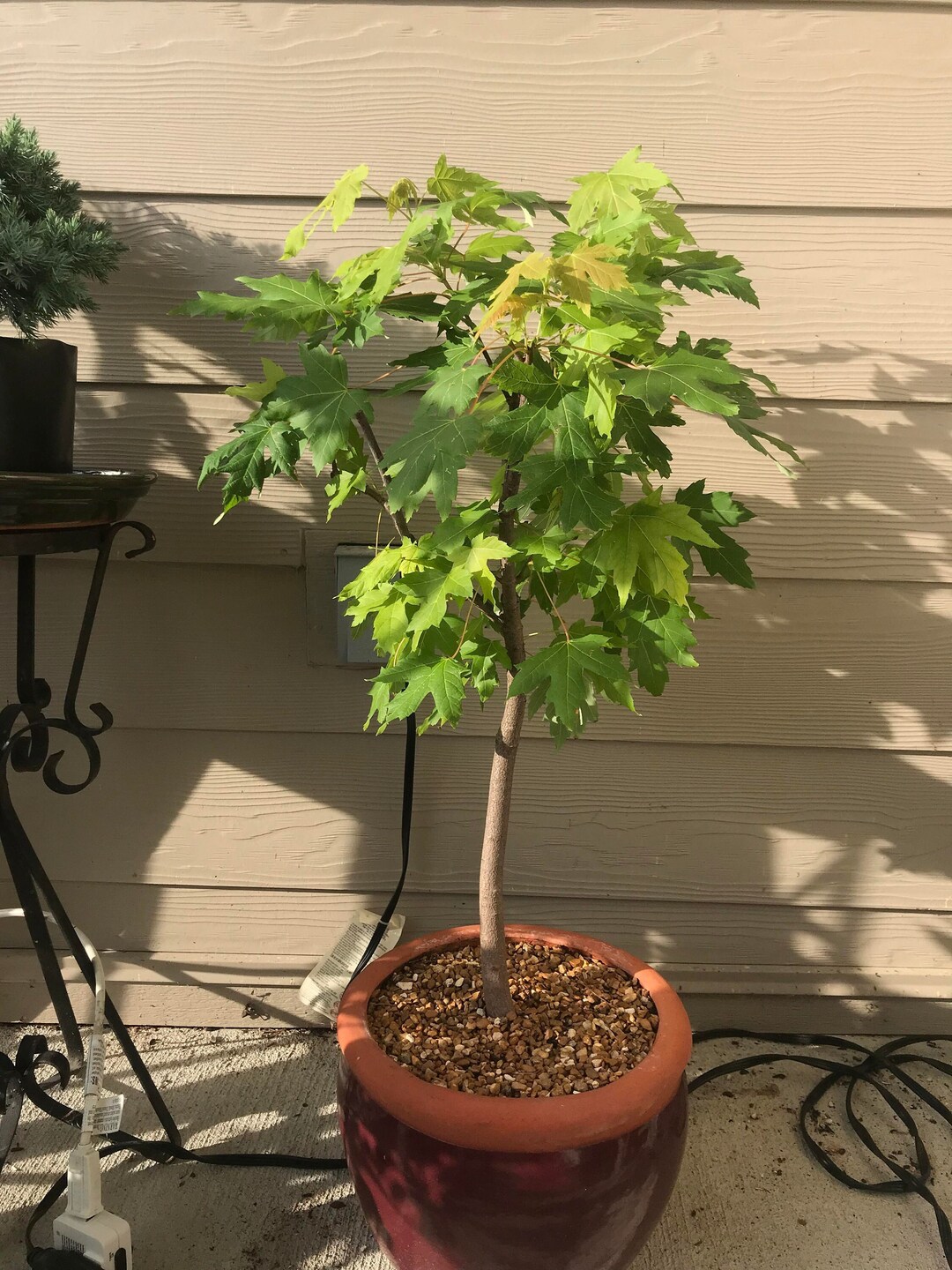 40 Silver Maple Seeds w/ 10year Bonsai Growing Guide / Acer