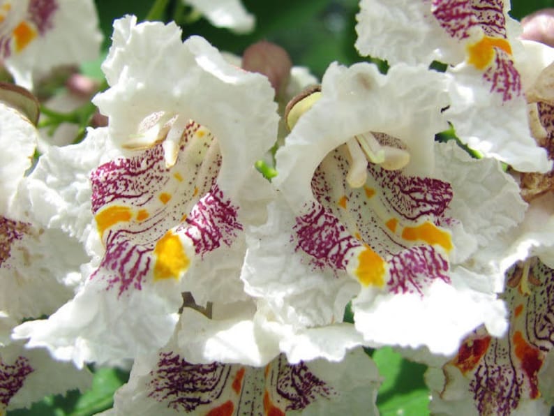 40 Northern Catalpa seeds w/ 10-year bonsai growing guide / Catalpa speciosa bonsai seed kit pre-stratified, READY TO PLANT image 3