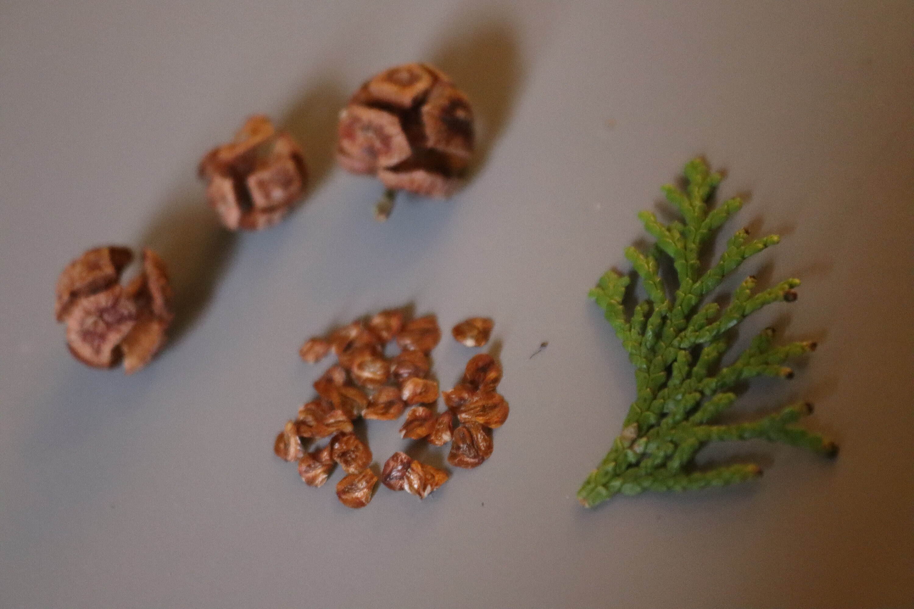 40 Hinoki Cypress Seeds w/ 10year Bonsai Growing Guide / Chamaecyparis