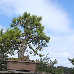 40 Japanese Black Pine seeds (w/ 10-year bonsai growing guide) / Pinus thunbergii bonsai seed kit