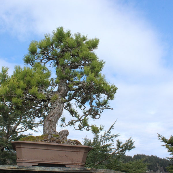 40 Japanese Black Pine seeds (w/ 10-year bonsai growing guide) / Pinus thunbergii bonsai seed kit