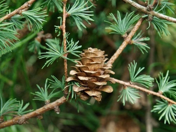 40 Japanese Larch Seeds w/ 10-year Bonsai Growing Guide / picture