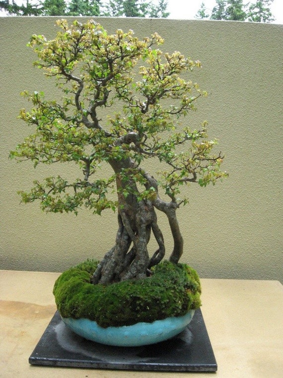 Érable Trident (Acer Buergerianum) - Bonsai Empire