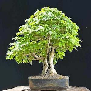 50 Hedge Maple seeds (w/ 10-year bonsai growing guide) / Acer campestre bonsai seed kit